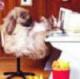Usagi's Avatar